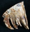 Juvenile Woolly Mammoth Molar With Roots #8483-5